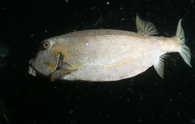 Komodo 2016 - Yellow boxfish - Poisson coffre jaune - Ostracion cubicus - IMG_6407_rc